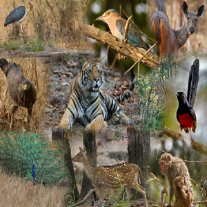 Kabini resorts